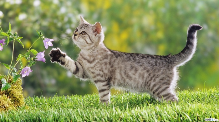 animals, on