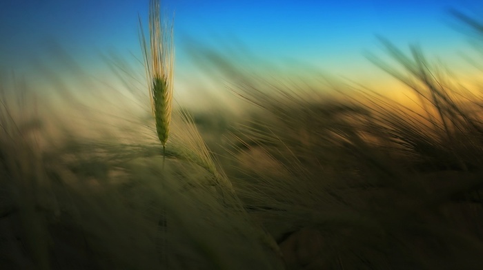 wallpaper, background, field, nature, sky, summer, evening