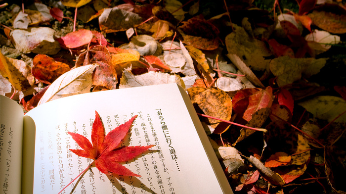 foliage, autumn, book, macro, leaf