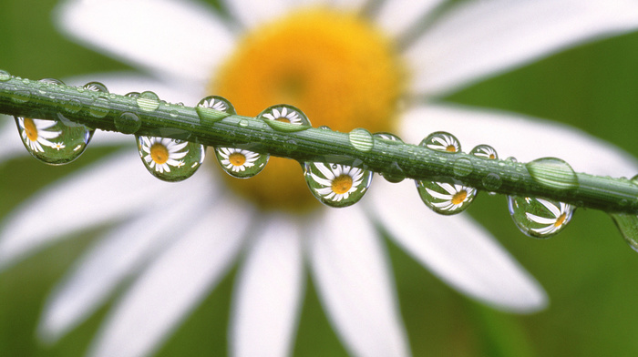 drops, flowers