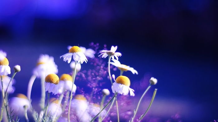 colors, chamomile, plants, background, flowers, nature