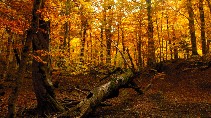 tree, forest, nature, autumn