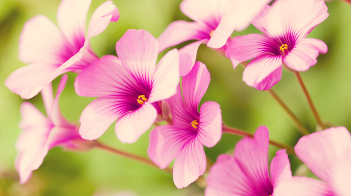 flowers, petals, pink