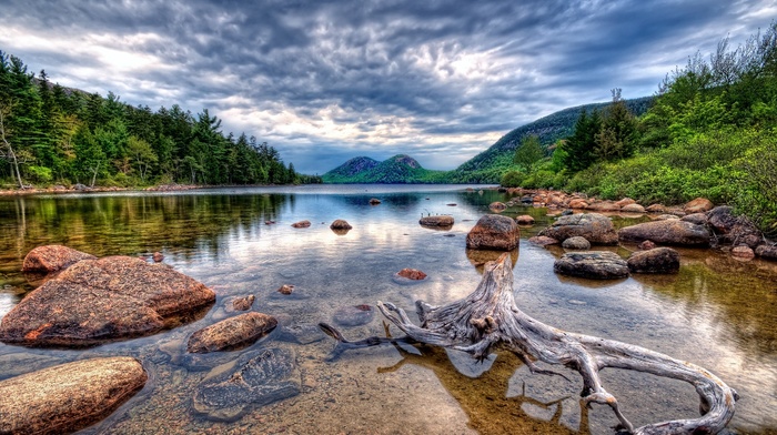 forest, lake, nature