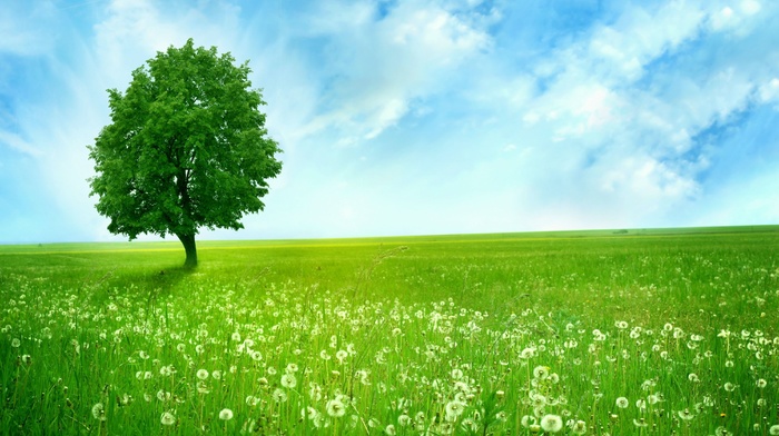 nature, field