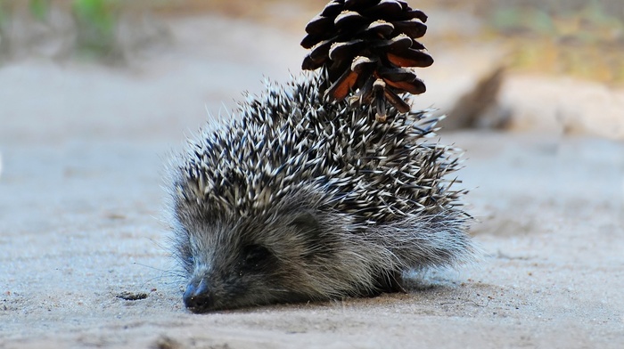 background, animals, sand