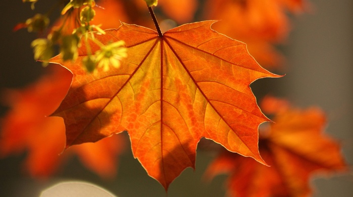 autumn, leaves, macro