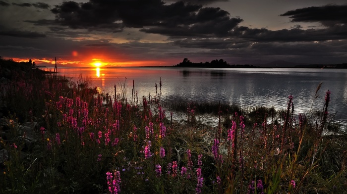 grass, sunset, nature