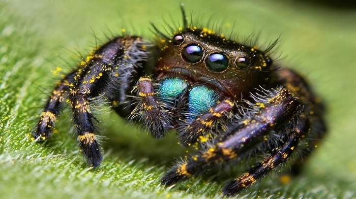 macro