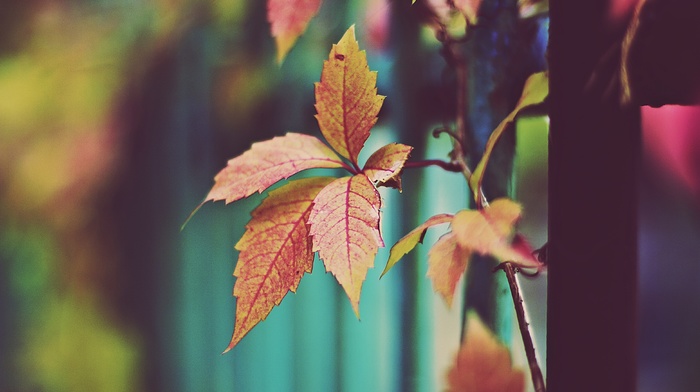 autumn, macro, leaves
