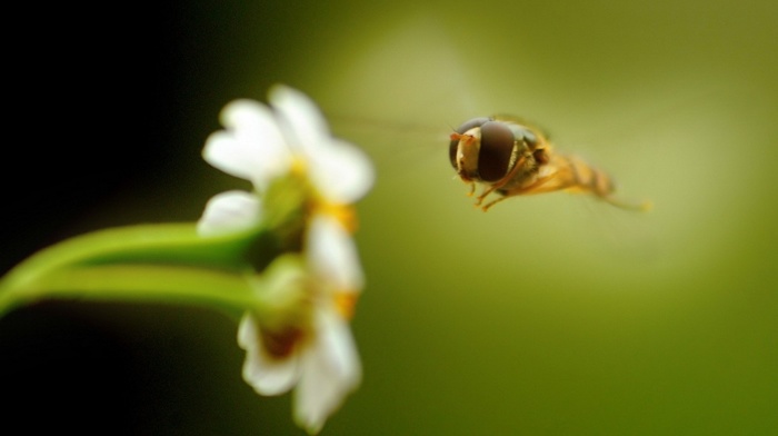 macro