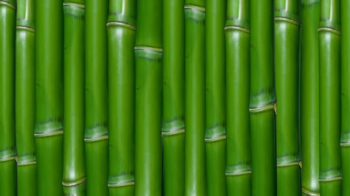 green, macro, wall