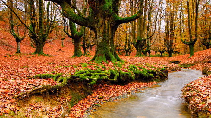 autumn, forest, foliage, nature, creek