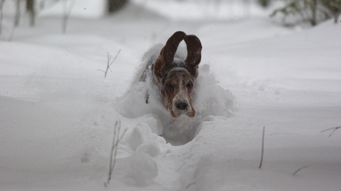 dog, animals, ears, fly, snow, speed