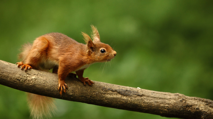 squirrel, bokeh, red hair, animals, branch