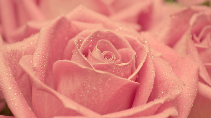 rose, beauty, macro, drops, petals