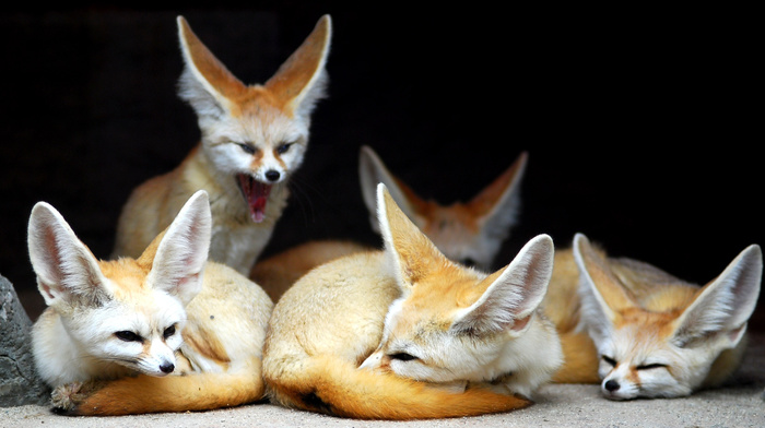 fox, animals