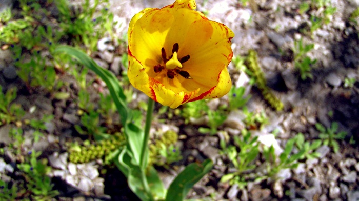 flowers, flower