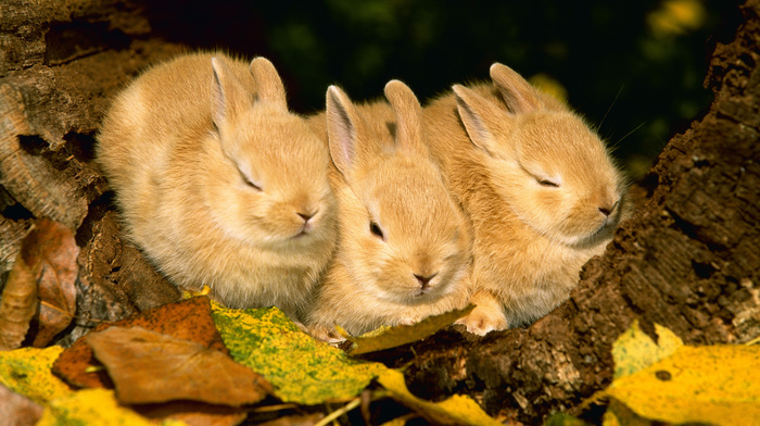foliage, rabbits, animals, autumn