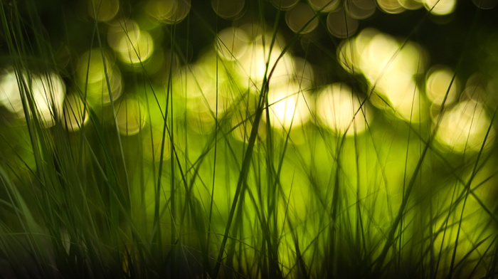 grass, macro, highlights, bokeh