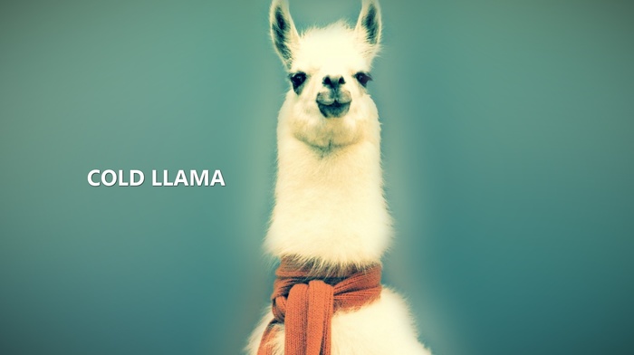 llamas, animals, nature, abstract, lama