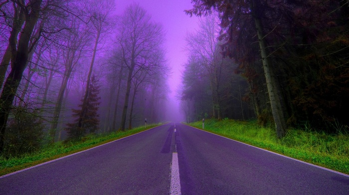 mist, nature, beautiful, trees, forest, road, evening