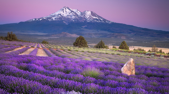 nature, mountain, field, landscape, flowers