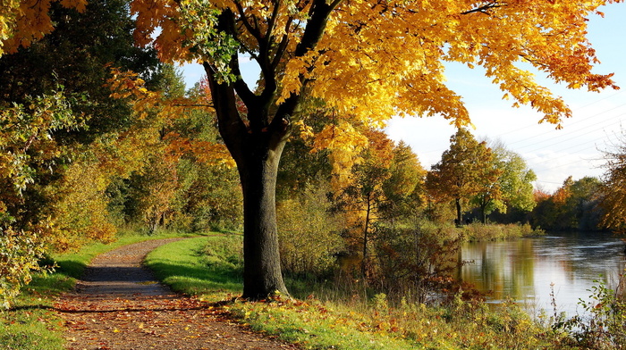 park, autumn, tree