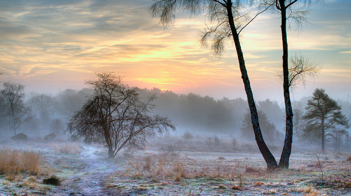 snow, nature, morning, winter, mist