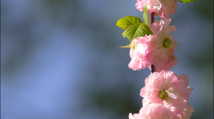 landscape, flowers