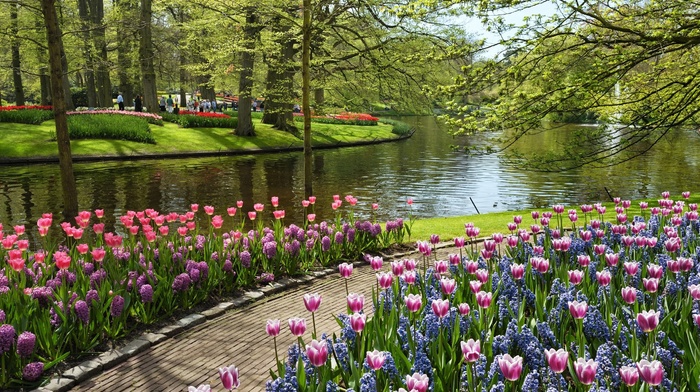 flowers, pond, park, nature