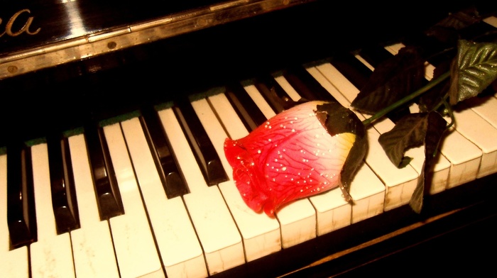 rose, music, piano