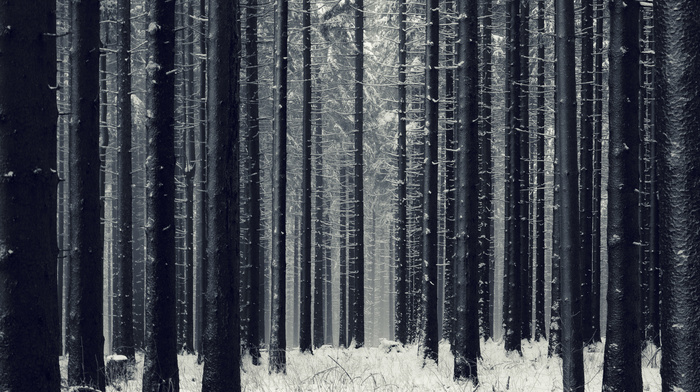 snow, trees, winter, forest