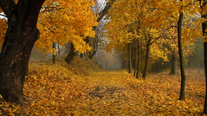 autumn, park, leaves