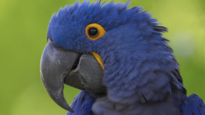 animals, blue