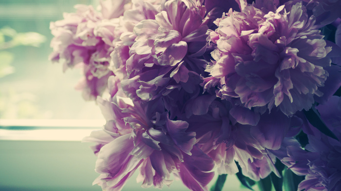 morning, flowers, petals, window