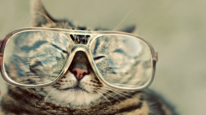 glasses, wallpaper, animals, cat