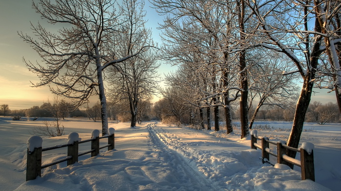 snow, winter, trees