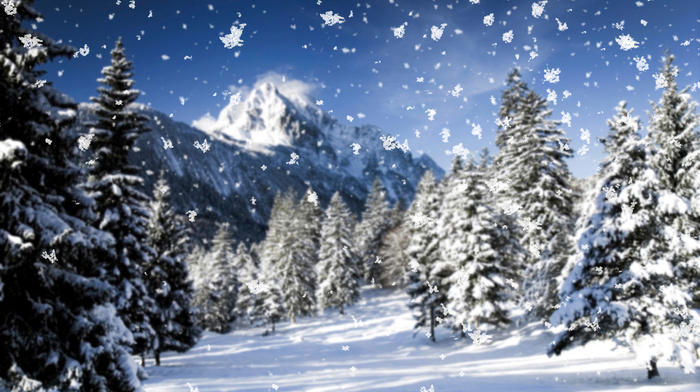 winter, nature, macro, snow, snowflakes