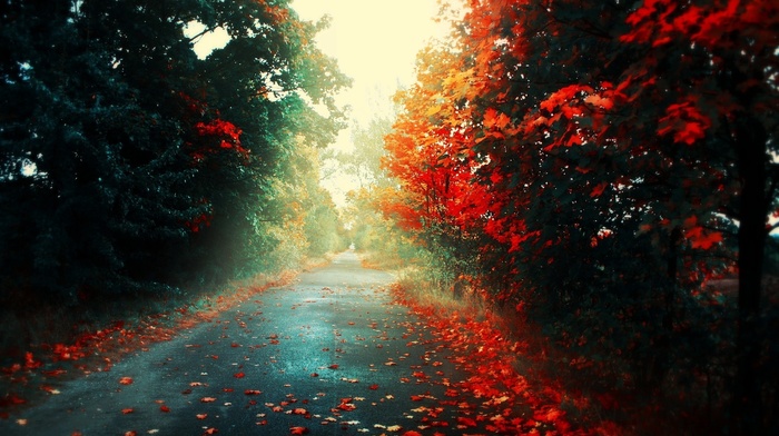 road, autumn, leaves, light