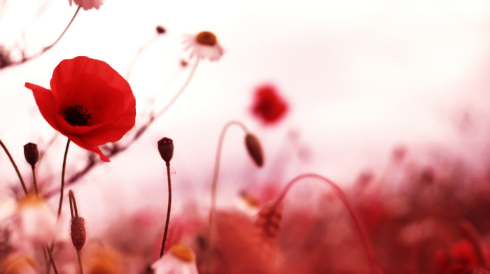 flowers, autumn, red, poppies