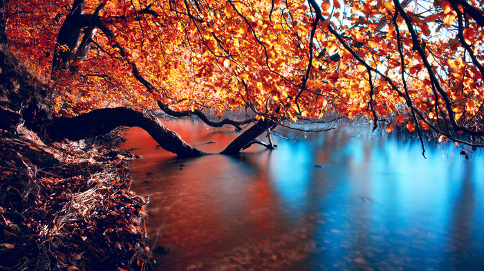 twigs, river, autumn, nature