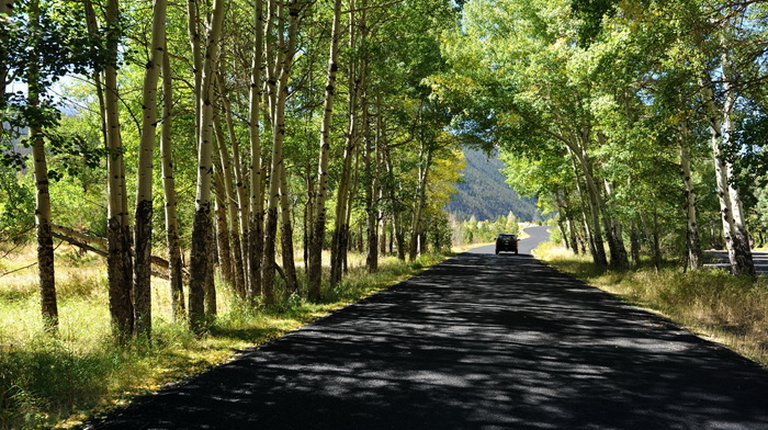 trees, road, nature, summer