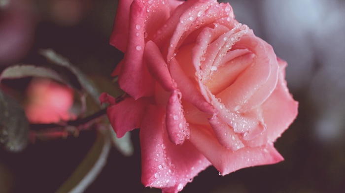 drops, rose, macro, petals, flower, flowers