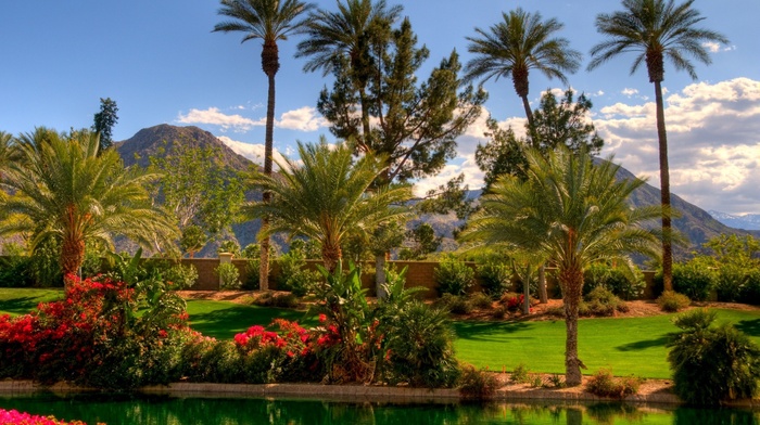 palm trees, sky, nature