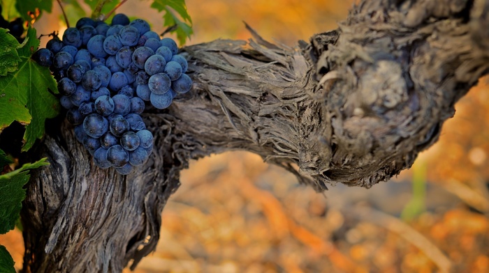 grapes, nature, background, wallpaper, plants, leaves