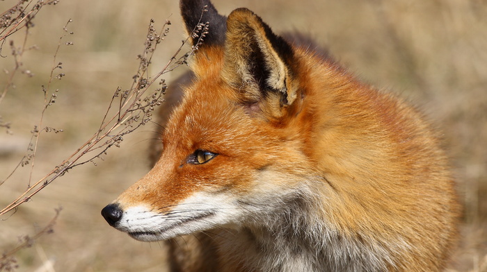 animals, red hair, fox