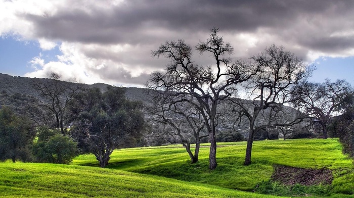 nature, grass