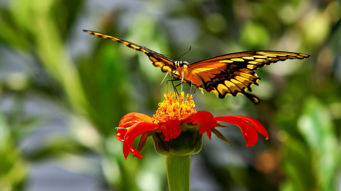 nature, butterfly