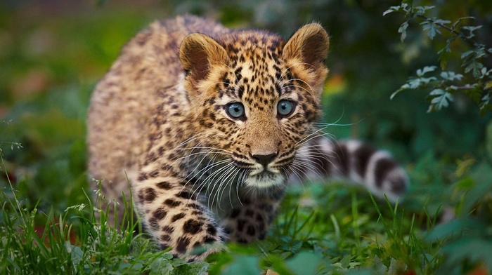 animals, wallpaper, leopard